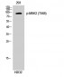 MSK2 (phospho Thr568) Polyclonal Antibody